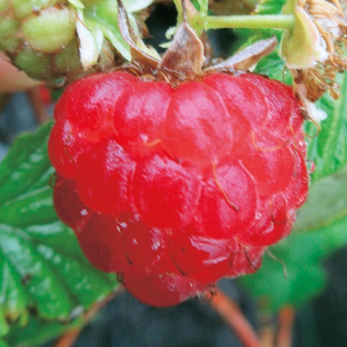 とげなしラズベリー・グレンモイ| 種・苗・ガーデニング用品の【タキイ