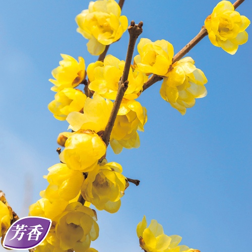 満月ロウバイ| 種・苗・ガーデニング用品の【タキイネット通販】