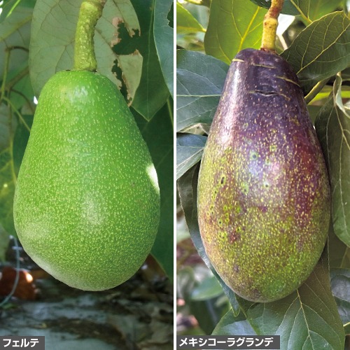 733-NTF202-4630130.jpg?