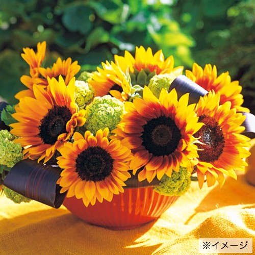 ひまわり ページ ひまわりさま専用 ひまわり専用 ひまわり専用