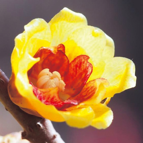 満月ロウバイ| 種・苗・ガーデニング用品の【タキイネット通販】