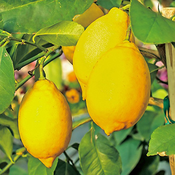 瀬戸内レモン| 種・苗・ガーデニング用品の【タキイネット通販】