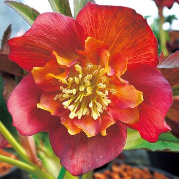 733-NCR284.jpg?202602031613