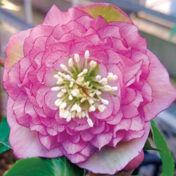 クリスマスローズ・多弁ダブルピンク| 種・苗・ガーデニング用品の