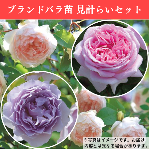 ロサ オリエンティス 見計らいセット| 種・苗・ガーデニング用品の