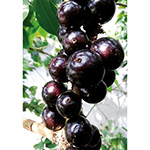 750-NTF118.jpg?202602031613