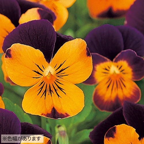 ビオラ・F1ソルベXP オレンジジャンプアップ| 種・苗・ガーデニング