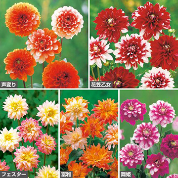 球根セット｜タキイネット通販【公式】(4ページ目)