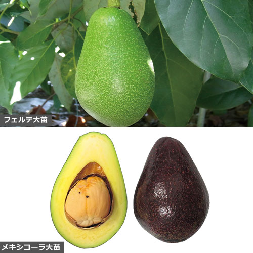 アボカド【大苗】 耐寒性2種セット【6～7月】| 種・苗・ガーデニング