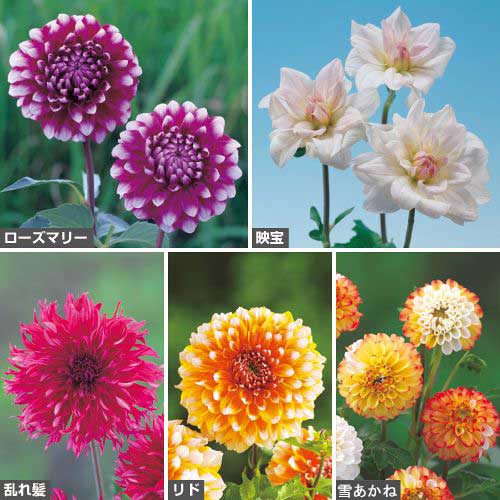 球根セット｜タキイネット通販【公式】(4ページ目)