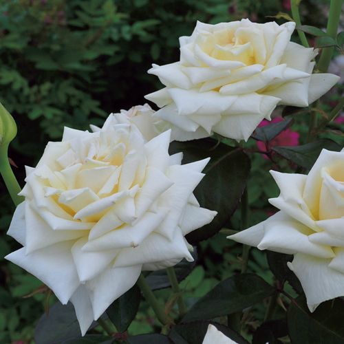 バラ・クレム ドゥ メイアン| 種・苗・ガーデニング用品の【タキイ