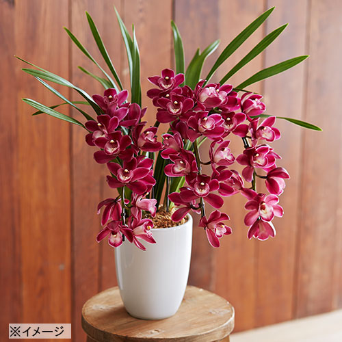 シンビジューム・ワインシャワー アーチ仕立て3本立| 種・苗