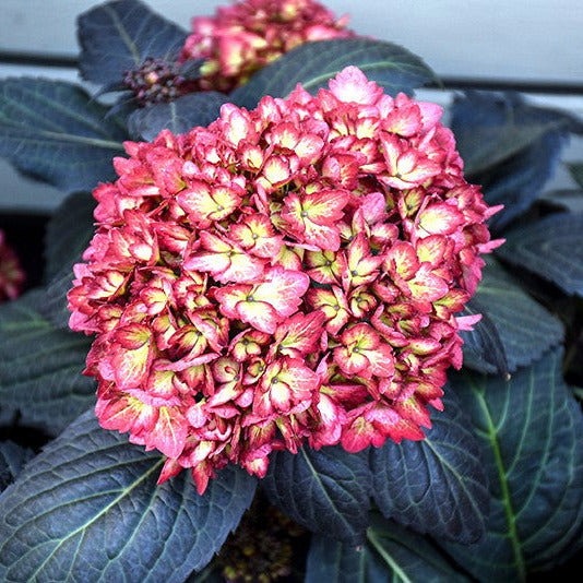 Hydrangea (Bigleaf) Eclipse – Wasson Nursery