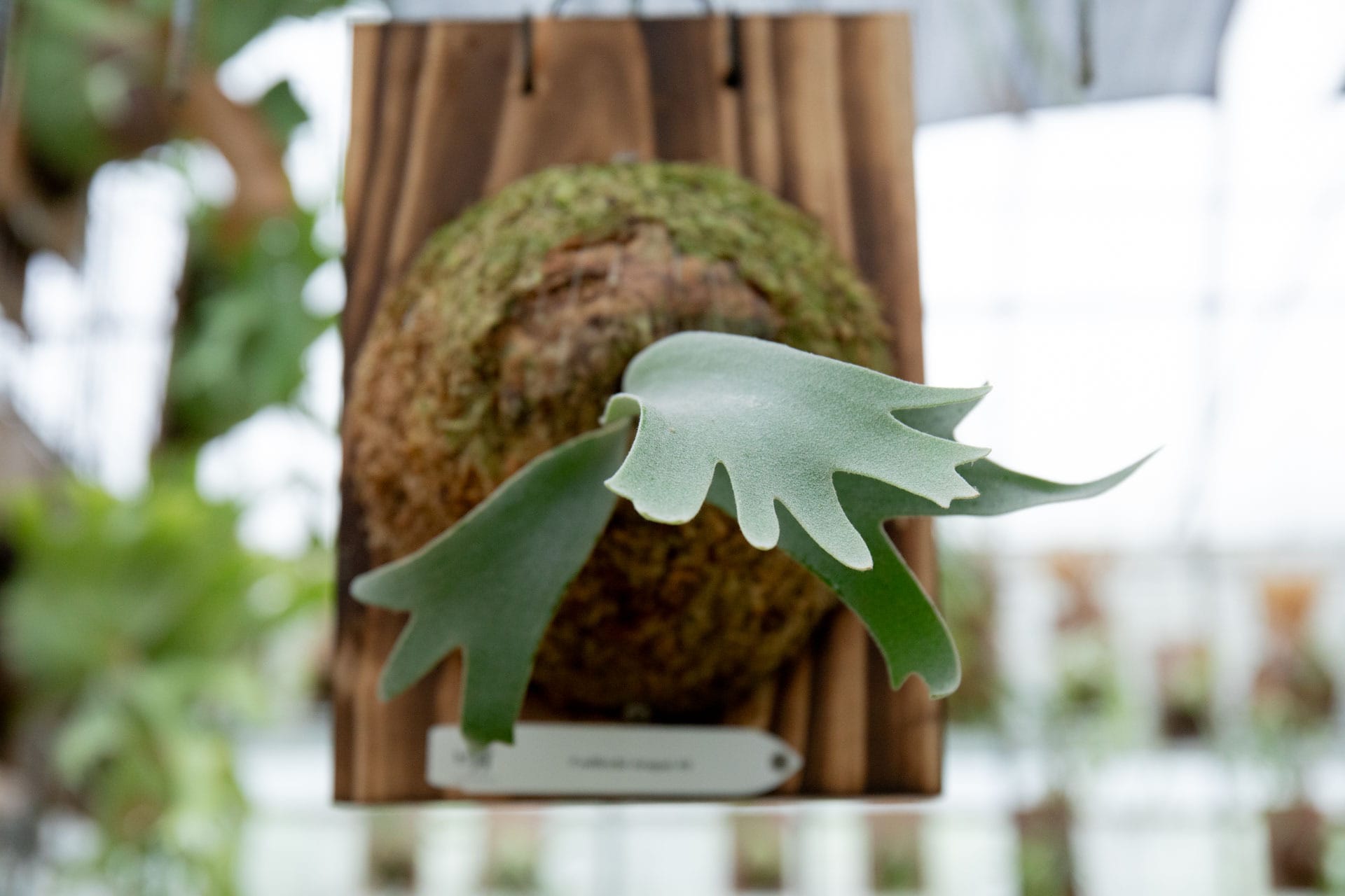 P.willinckii Anapat #9