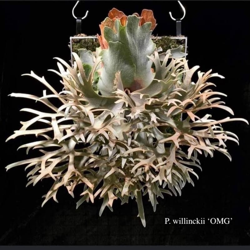 P.wilinckii Omg Nano spore セット ビカクシダ OMG spore Nano spore