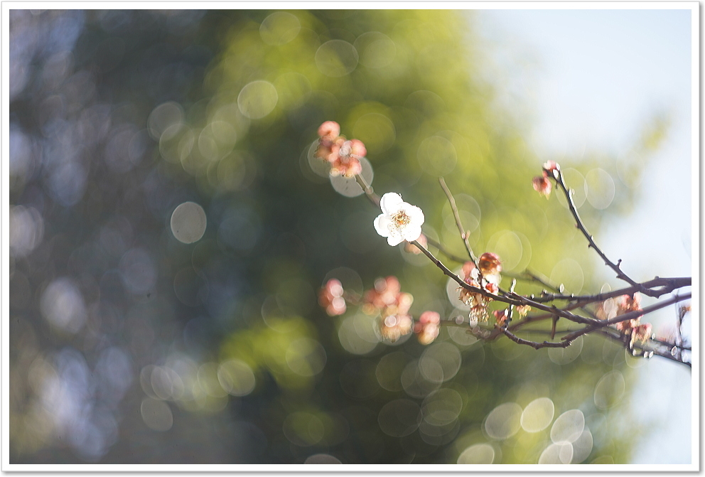 保証付 】【中古】 オールドレンズ Helios (ヘリオス) 44M 58mm F2 M42