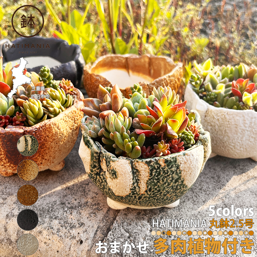 多肉植物おまかせ寄せ植え HATIMANIA 2.5号丸型 2033 盆栽鉢 鉢づくし
