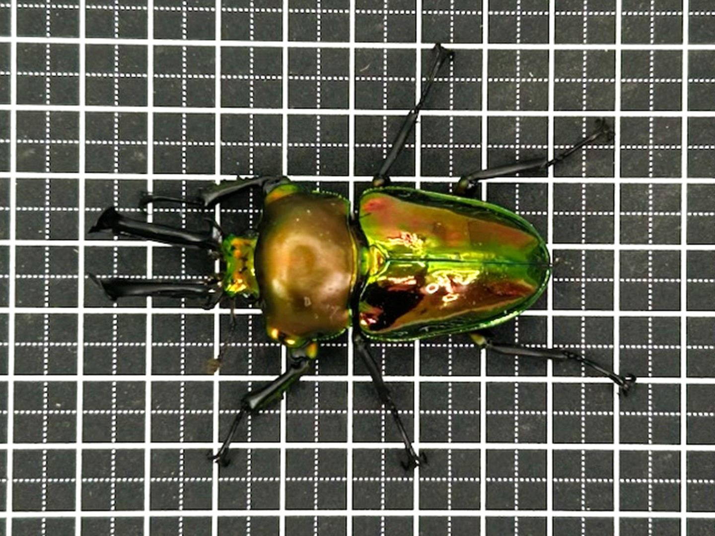 人気種／ 世界で最も美しいクワガタ ♂親68系 ニジイロクワガタ 成虫