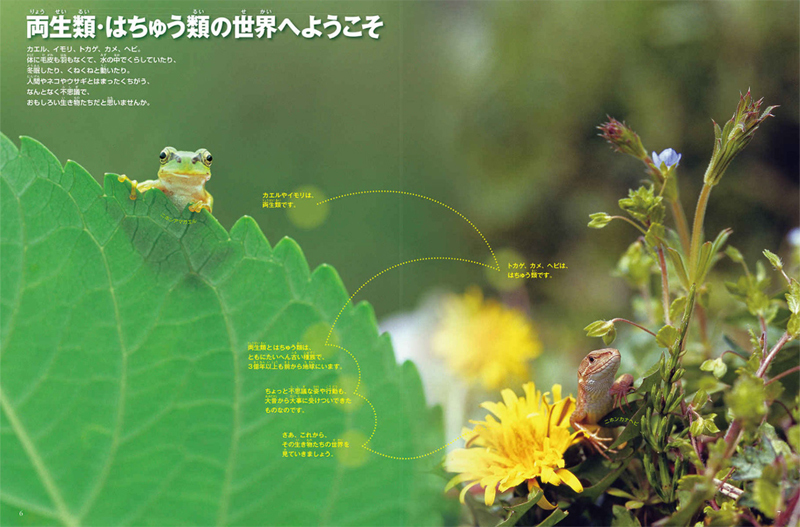 小学館 図鑑NEO DVDつきセット （既16巻） '21年度 : 脳トレ生活