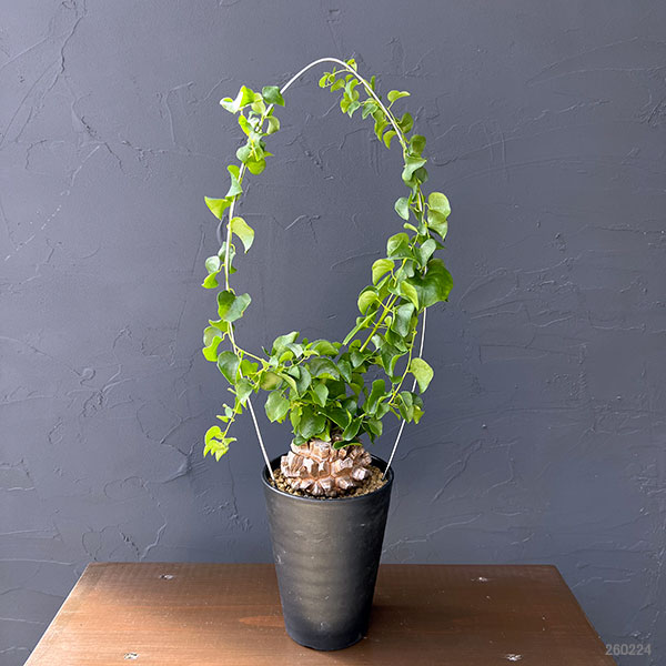 亀甲竜のおすすめ人気商品一覧 通販 - Yahoo!ショッピング