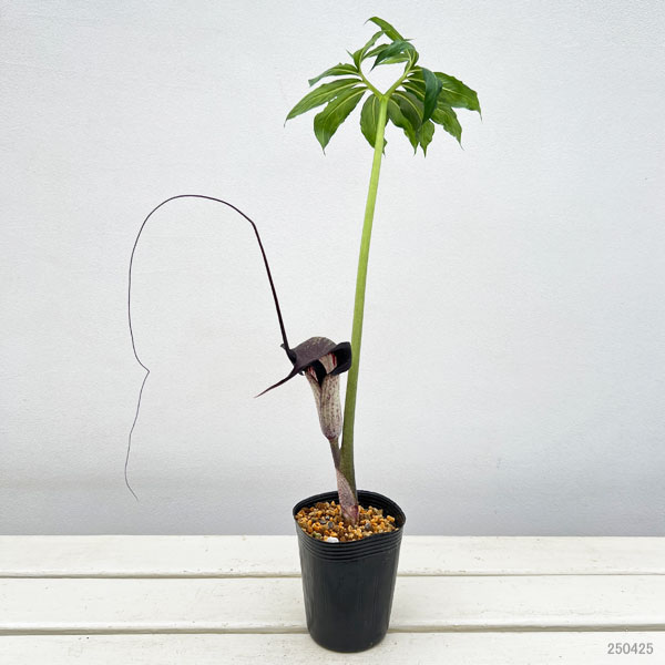 テンナンショウ 山野草のおすすめ人気商品一覧 通販 - Yahoo!ショッピング