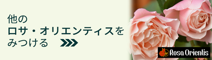 予約販売 バラ苗 バラ大苗 ロサ オリエンティス 葵の上 品種登録出願中