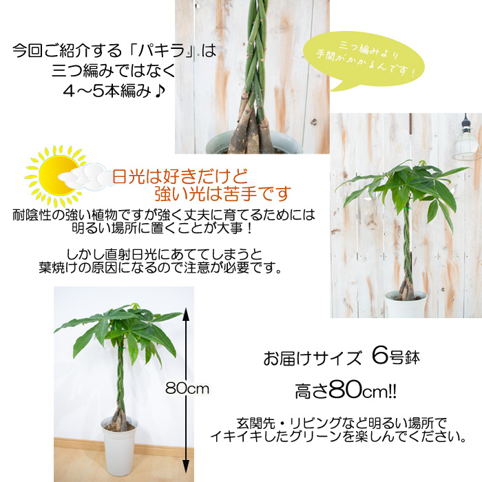 日本花キ流通 観葉植物 パキラ アクアティカ 編み込み 6号鉢 送料無料