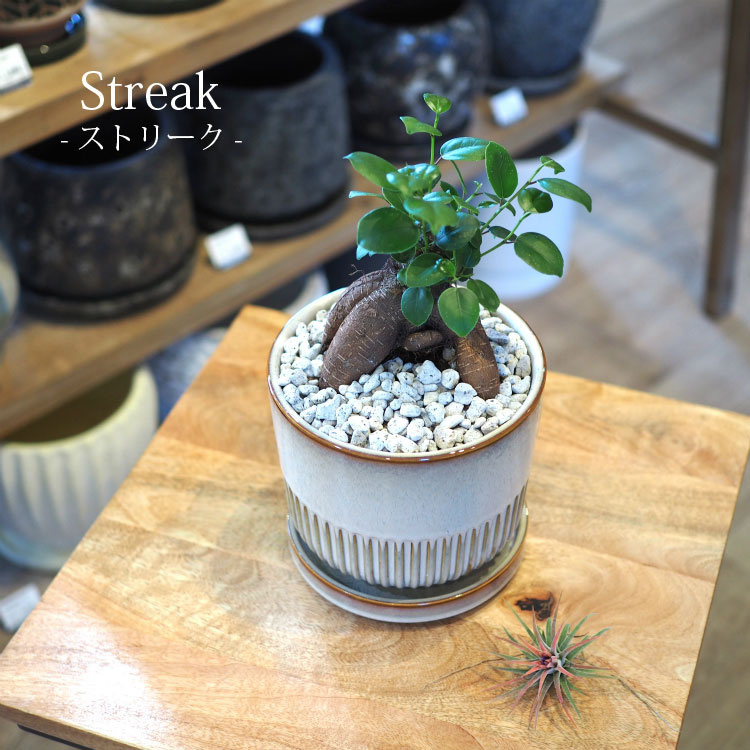 一部地域送料無料) ガジュマル 幹太タイプ 5号 6種類から選べる