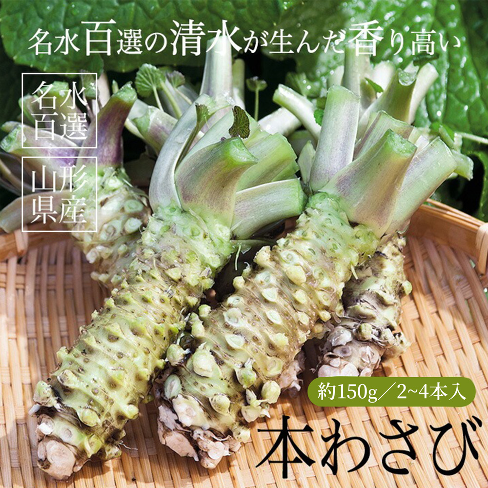 2026年1月中旬頃発送より】 本わさび 1〜4本 約150g 無農薬 名水百選
