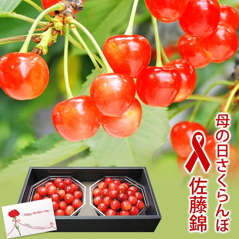 高級さくらんぼ（桜桃 チェリー） お中元に人気 夏のフルーツ特集！