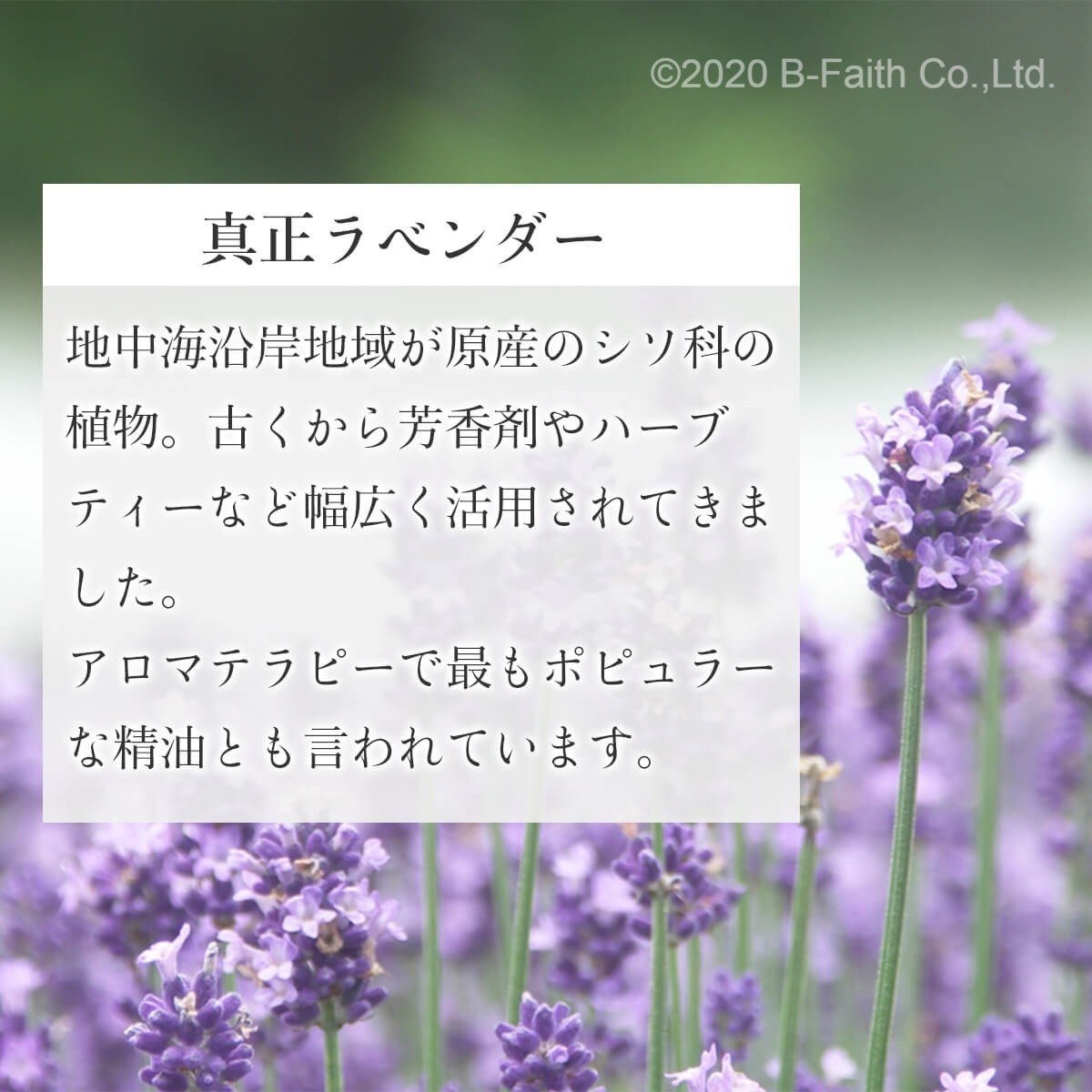 真正ラベンダー オイル 30ml ラベンダー 精油 エッセンシャルオイル