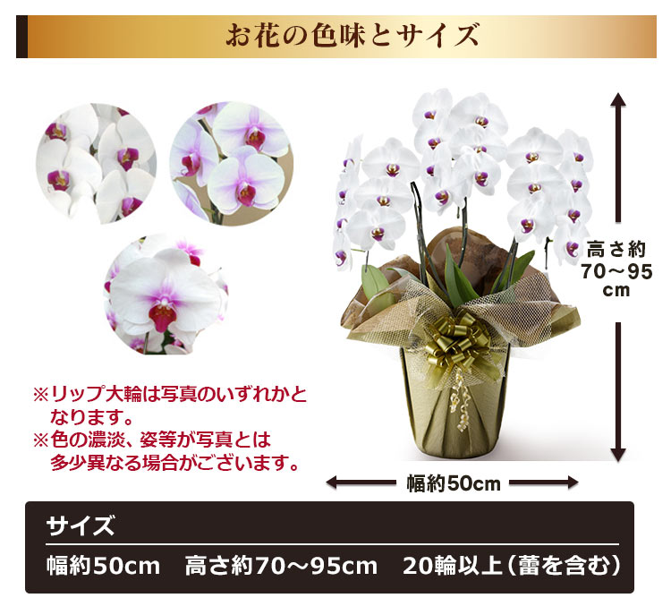 BunBunBee お祝い花鉢「大輪胡蝶蘭」 3本立ち 20輪以上（つぼみ込