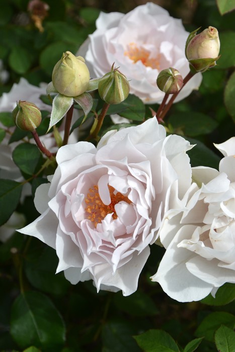 バラ苗【中苗】ザセレスティアル 6号鉢植え品《1bp6-8-A01-03-ザセ001