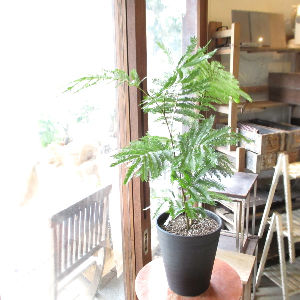 エバーフレッシュ ねむの木 7号鉢サイズ 黒色 セラアート鉢 鉢植え