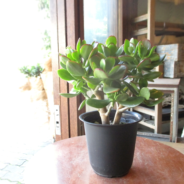 現在花芽付きです お金のなる木 花月 成金草 4号鉢サイズ 鉢植え 薫る