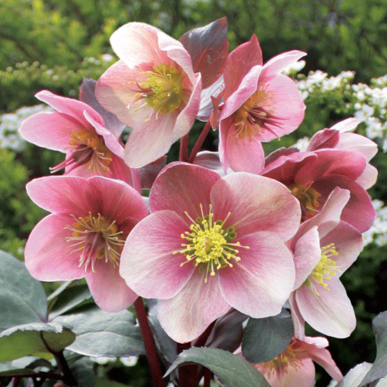 冬咲きクリスマスローズ HGCピンクフロスト 13.5cmポット1苗（2年生苗