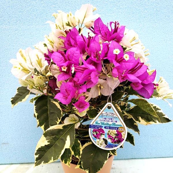 花苗 ブーゲンビリア ブルーハワイ 2ポット 爆買 : 花と緑 国華園