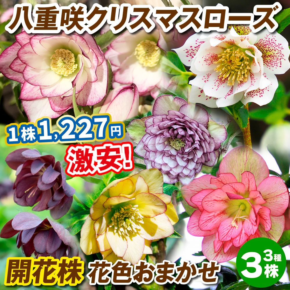 花苗 八重咲クリスマスローズ 開花株 花色おまかせ 6株 送料込み 爆買
