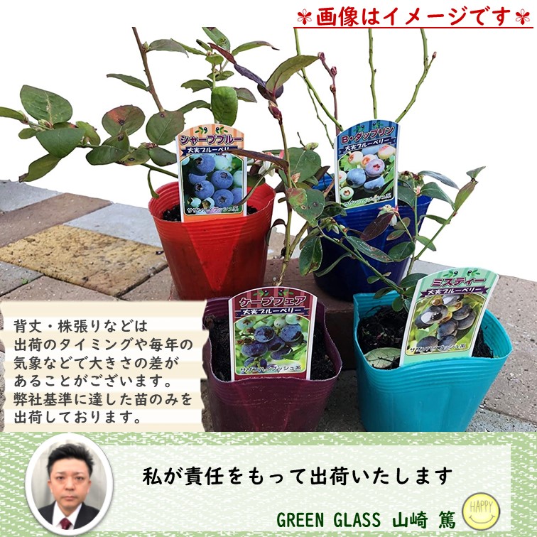 ブルーベリー 苗木 3.5号苗 「サザンハイブッシュ系」品種おまかせMIX