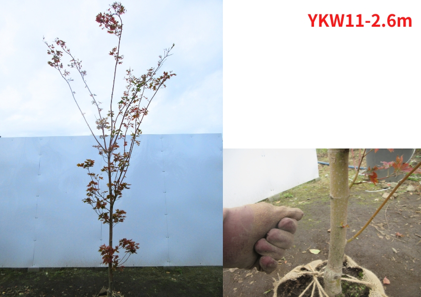 現品発送 コハウチワカエデ 単木 樹高2.3-2.4m(根鉢含まず) 紅葉