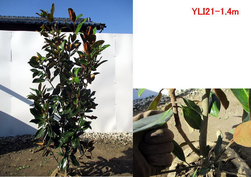 現品発送 タイサンボク（リトルジェム） 樹高1.4m-1.5m(根鉢含まず