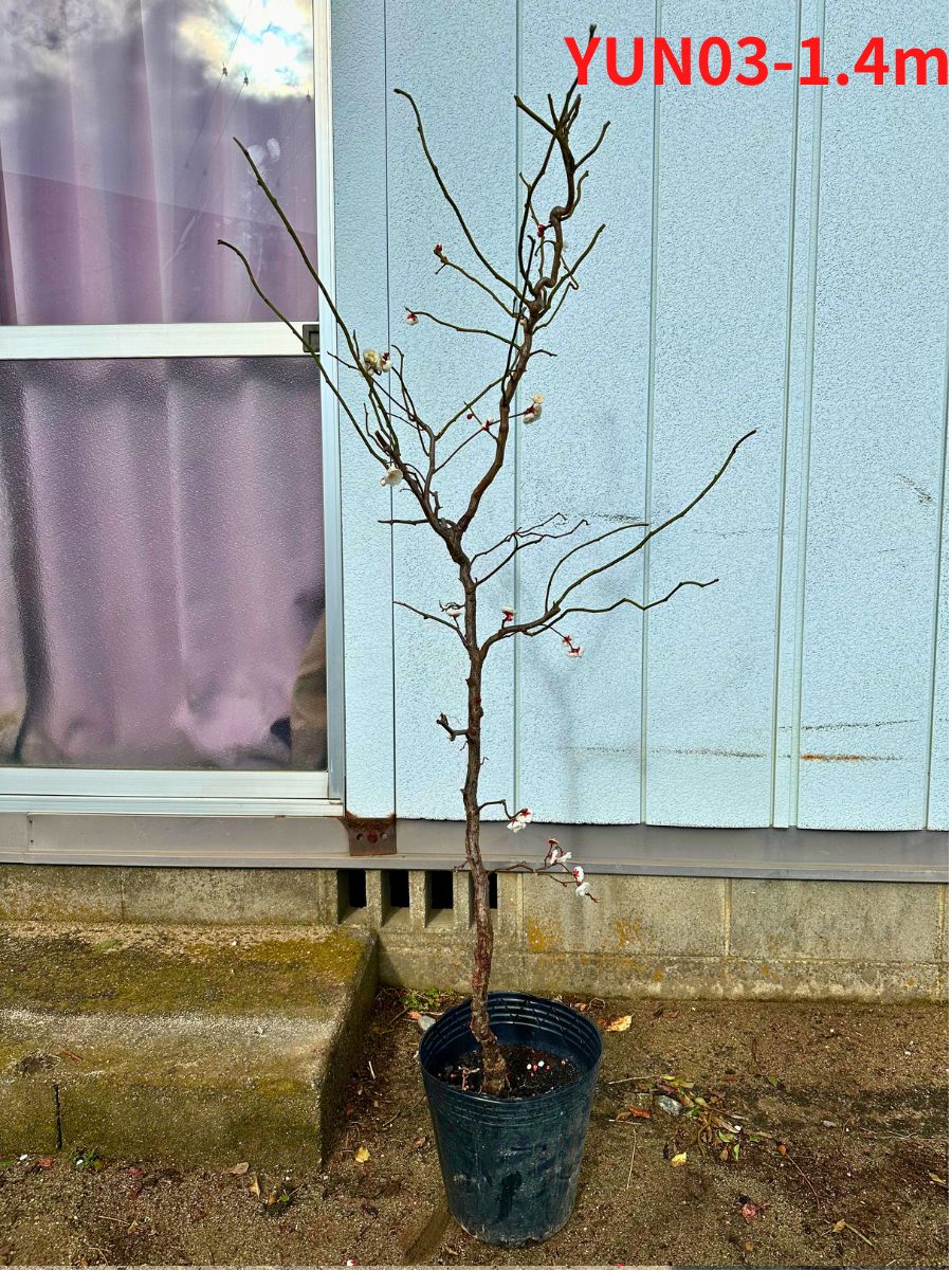 現品発送 雲竜梅 ウンリュウバイ8号 樹高1.3m-1.5m(鉢底から) シンボル