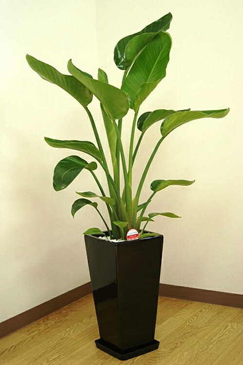 観葉植物 ストレリチア・オーガスタ7号角高陶器鉢(白黒) 高さ約1m