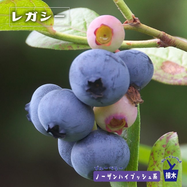 レガシー ノーザンハイブッシュ系 3年生接木大苗 ブルーベリー苗木