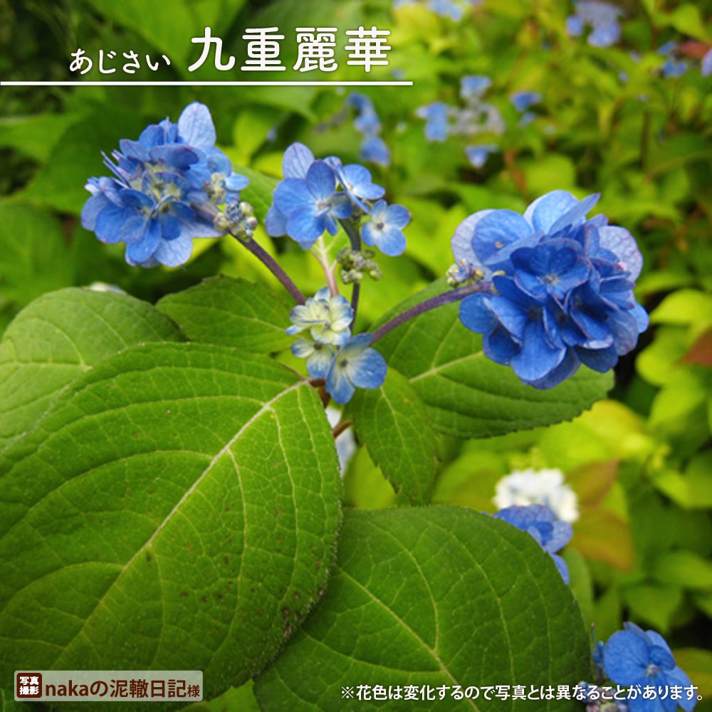 紫陽花 ヤマアジサイ 九重麗華 （くじゅうれいか） ポット苗 : 苗木部