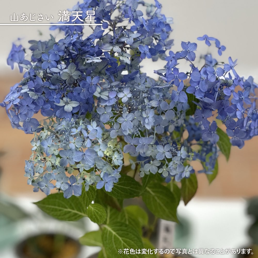 紫陽花 ヤマアジサイ 満天星 3号ポット苗 予約販売4〜5月頃入荷予定