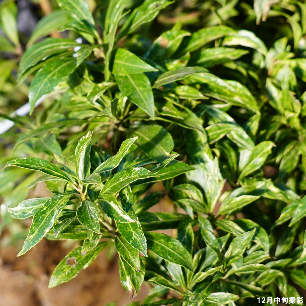 斑入りアセビ 根巻き または ポット苗 : 苗木部 花ひろばオンライン