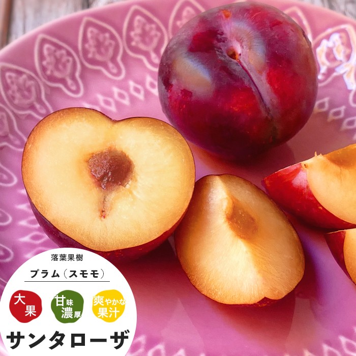 果樹 苗木 すもも 夏 プラム サンタローザ 1年生 接ぎ木 4.5号 13.5cm