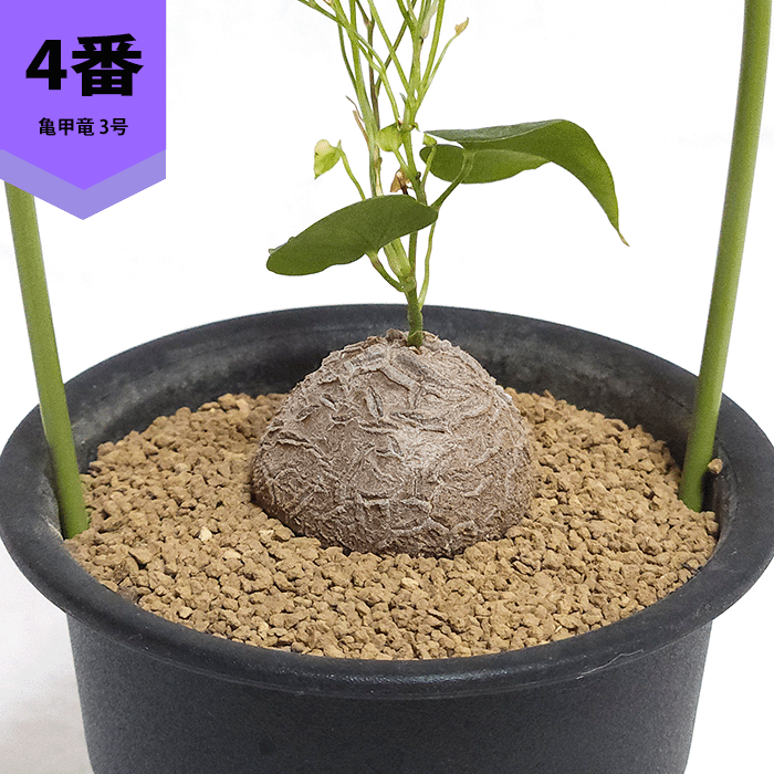 亀甲竜 3号 プラ鉢 アフリカ 鉢 ディオスコレア エレファンティぺス