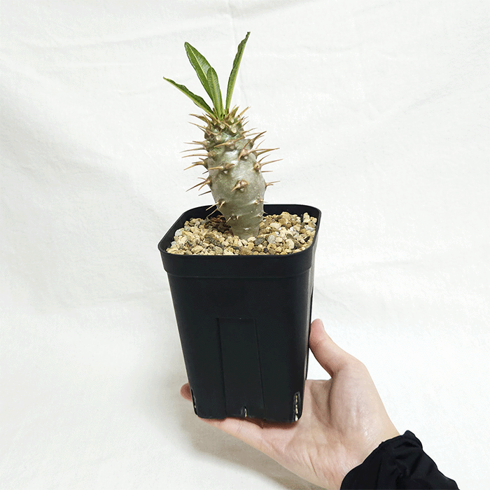 パキポディウム アンボンゲンセ 4号 プラ鉢 塊根植物 コーデックス